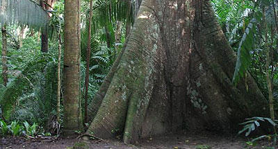 La Ceiba en el universo maya