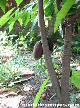 Cacao: moneda y alimento de los mayas